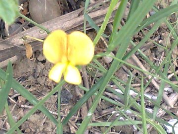 Lathyrus  di pianura e di montagna - L. annuus e L. cicera